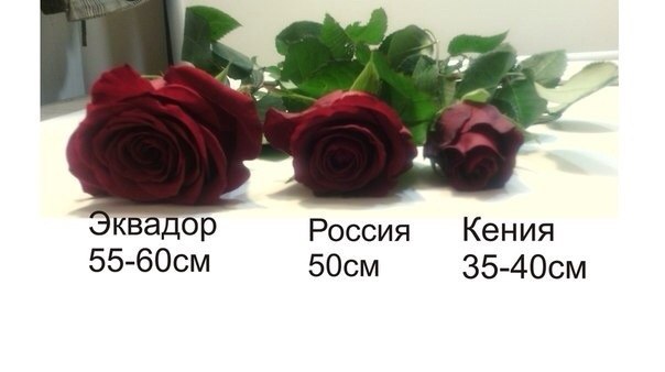 101 эквадор роза в сравнение с  кенийской розой