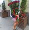 25 красных роз 110 см