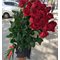 25 красных роз 120 см