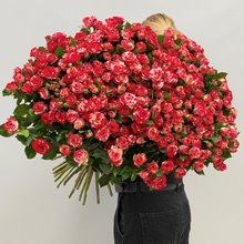 51 кустовая роза Фаервокс