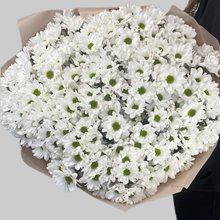 25 хризантем белых "Бакарди"
