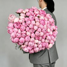 101 пион Sarah Bernhardt