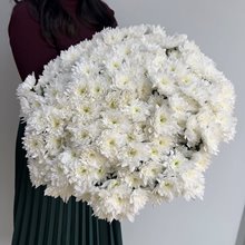 25 хризантем белых "Балтика"