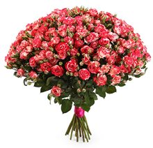 25 кустовых роз Фаерворкс 70 см