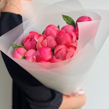11 пионов (Голландия)