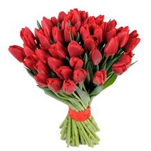 51 красный тюльпан