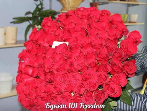 101 роза Фридом
