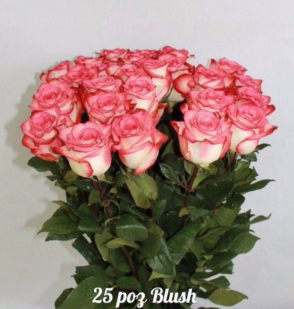 Розы BLUSH