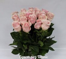 Розы ТИТАНИК