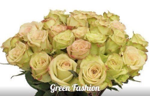  Розы GREEN FASHION 