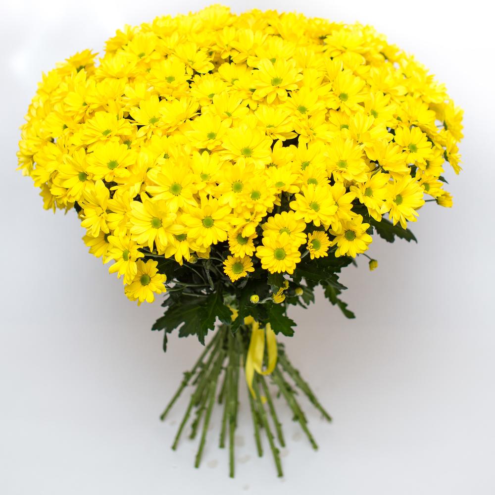 Желтые хризантемы Бакарди 25 штук - основной вид