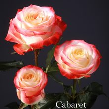 Розы Кабарет