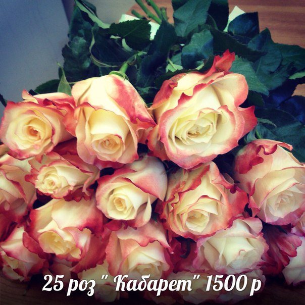 Розы Кабарет 