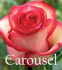 РОЗА - Carrousel