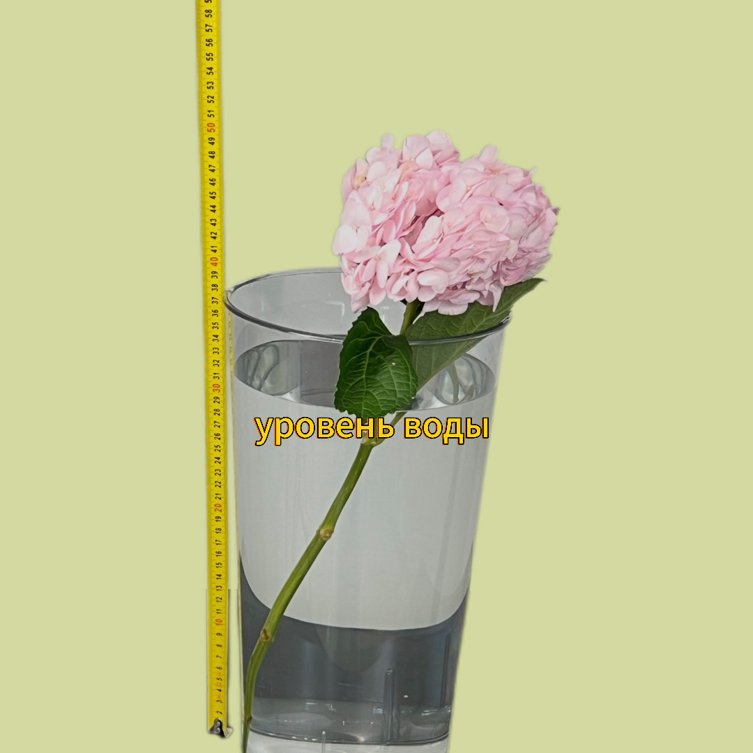 Уход за гортензией