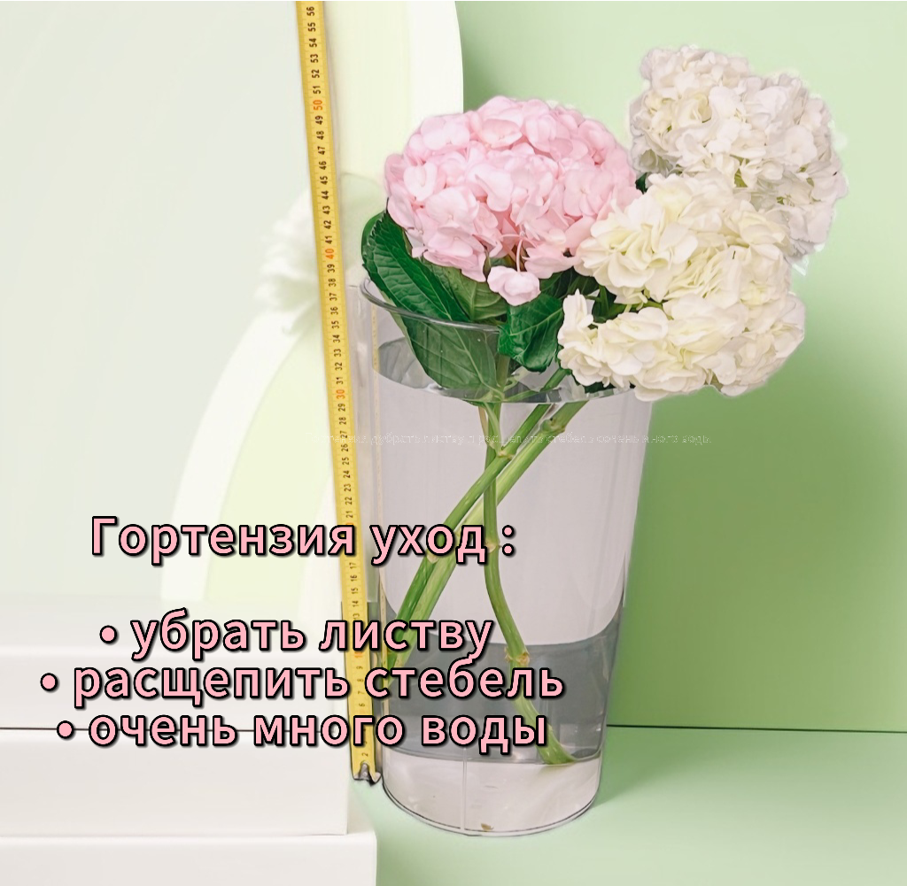 Уход за гортензиями: правильный уровень воды