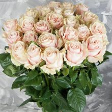 Пинк Мондиаль 25 роз 