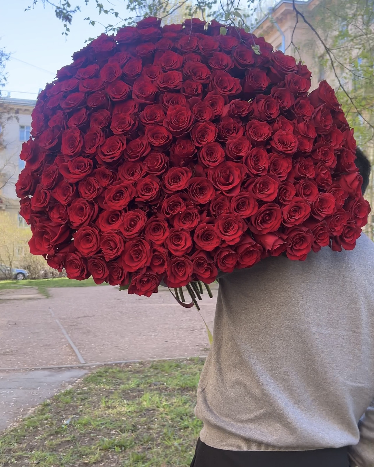 151 красная роза - полный вид