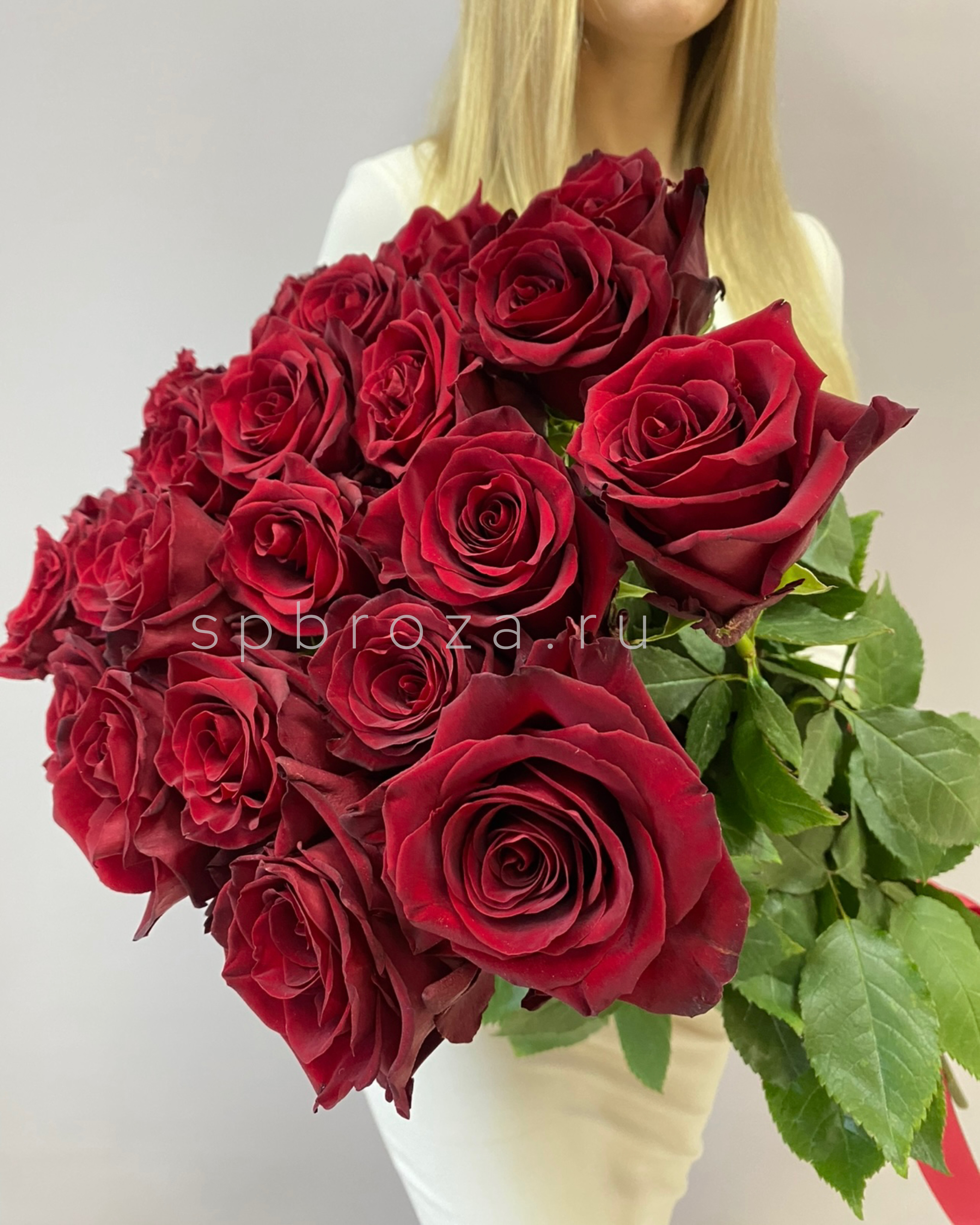 Детали бутона бордовой розы Explorer крупным планом