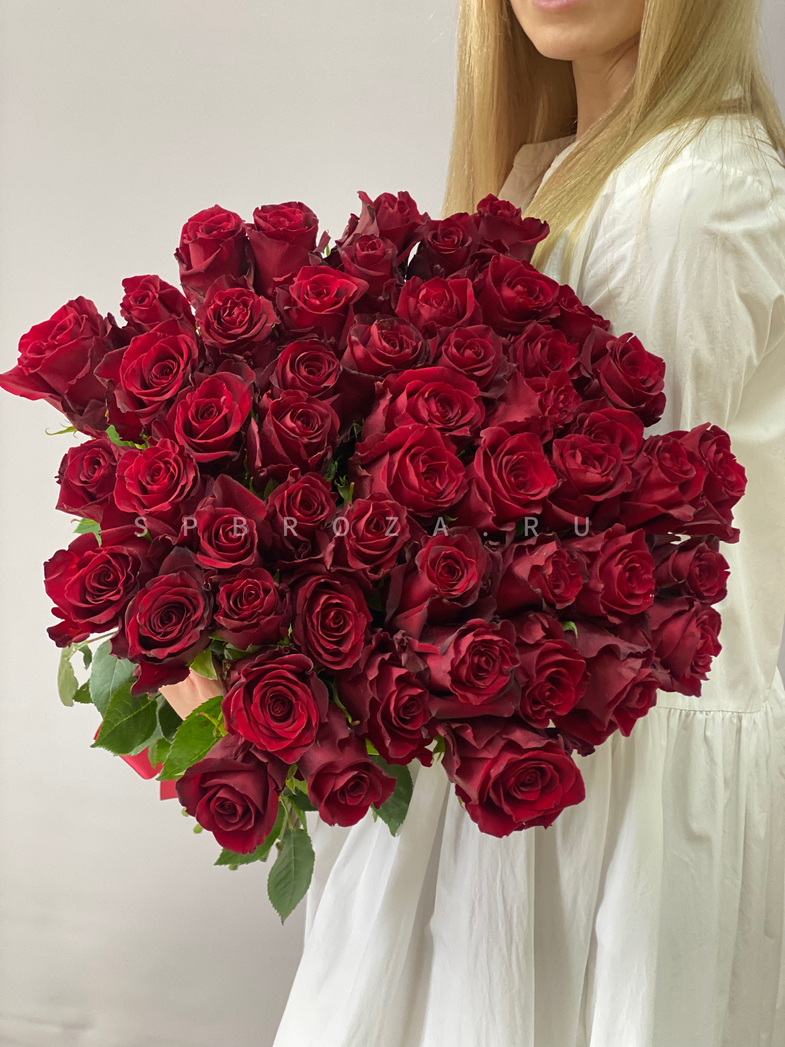 51 бордовая роза Explorer общий вид