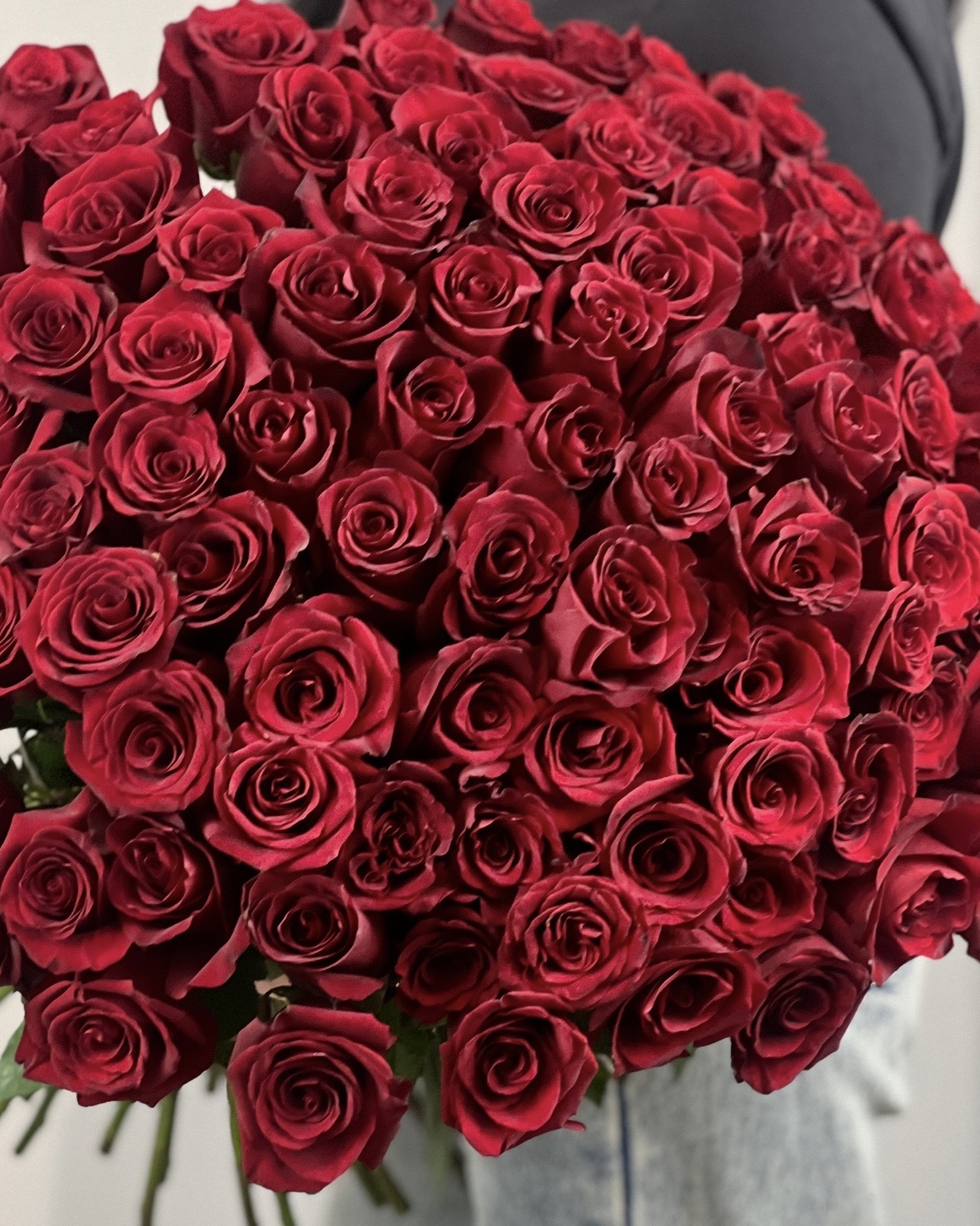 Крупный план роз Эксплорер