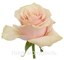 Сорт розы Пинк Мондиаль
