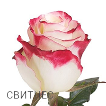 Сорт розы Свитнес