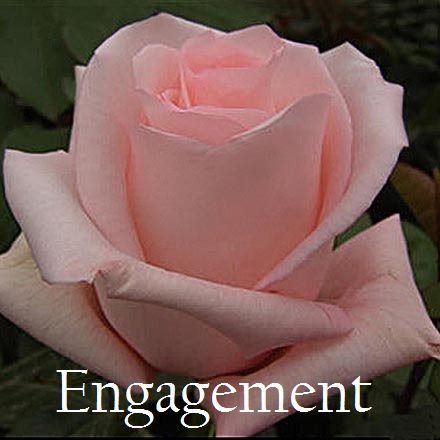 Роза чайно-гибридная Ангажемент (Engagement) . Бутон крупный, нежно – розовый, бокаловидный, махровый из 35-40 заостренных лепестков, без запаха. Форма бутона заостренная, вытянутая. Очень крупные цветы. До сих пор считается одной из лучших роз.