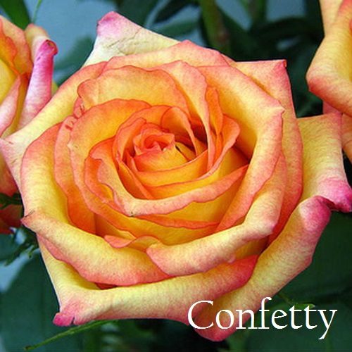 СОРТ РОЗЫ Конфетти (Confetty).
