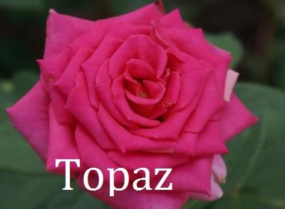 Роза Топаз - чайно-гибридная Топаз (Topaz) - один из самых красивых сортов роз. Цвет ярко-розовый. Цветки махровые до 40 лепестков, крупные - до 10-12 см в диаметре. Лепестки махровые. Бутоны бокаловидные, вытянутые, высотой до 13 см. Долго держатся на кусте и в срезке. Куст розы густой, прямостоящий, быстро отрастающий, высотой до 100 см. Устойчивость к болезням высокая, морозостойкость высокая