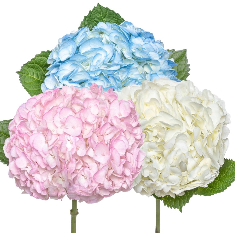 Букет из гортензий микс