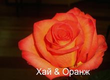 Роза Хай Оранж