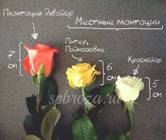 отличие роз
