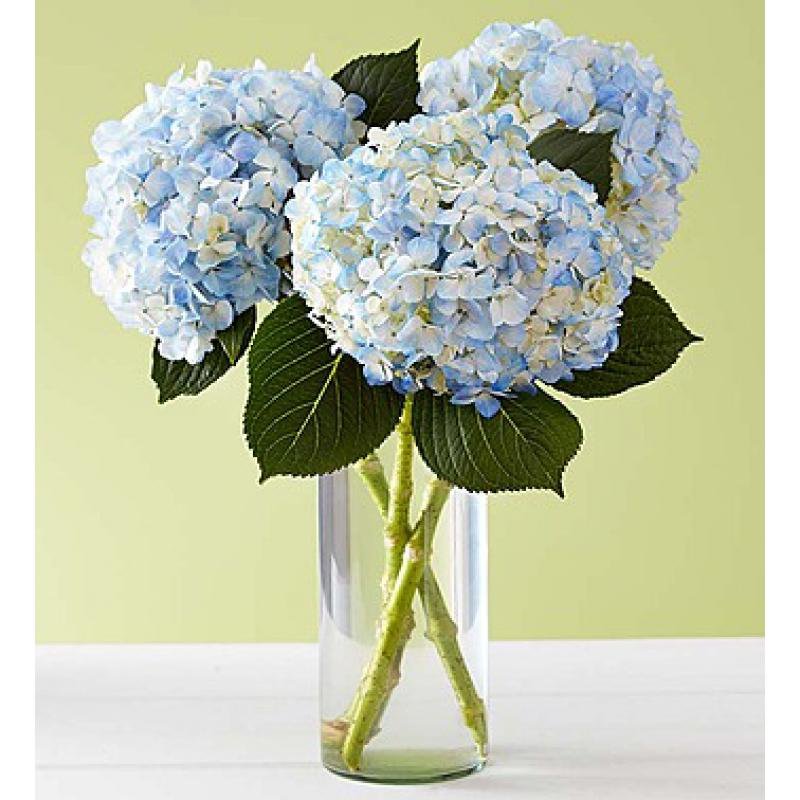 Гортензия в вазе