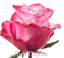 Роза Deep Purple