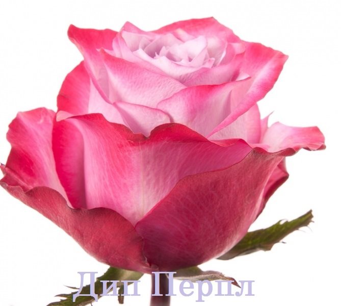 Роза Deep Purple
