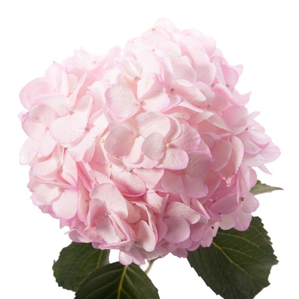 Розовая гортензия крупным планом